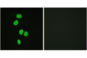 Immunofluorescence (IF) image for anti-TBC1 Domain Family, Member 4 (TBC1D4) (AA 611-660) antibody (ABIN2888647) (TBC1D4 抗体  (AA 611-660))