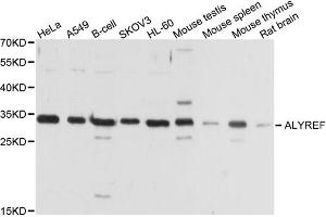 Western blot analysis of extracts of various cell lines, using ALYREF antibody (ABIN1877039) at 1:1000 dilution. (THO Complex 4 抗体)