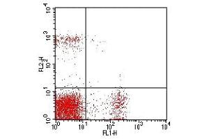 Flow Cytometry (FACS) image for anti-CD8, CD4 antibody (FITC,PE) (ABIN2145428) (CD8, CD4 抗体 (FITC,PE))