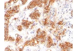 Immunohistochemistry (Formalin-fixed Paraffin-embedded Sections) (IHC (fp)) image for anti-Milk Fat Globule-EGF Factor 8 Protein (MFGE8) antibody (ABIN3025860)