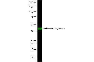 Western Blotting (WB) image for anti-Actin, gamma 1 (ACTG1) antibody (ABIN2477268) (Actin, gamma 1 抗体)