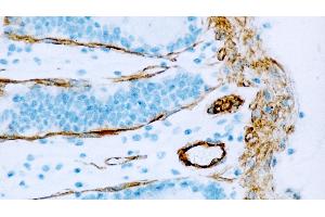 Normal human colon: immunohistochemical staining for Caveolin-1. (Caveolin 抗体  (N-Term))