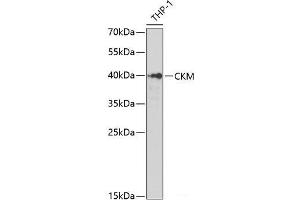 Western blot analysis of extracts of THP-1 cells using CKM Polyclonal Antibody at dilution of 1:1000. (CKM 抗体)