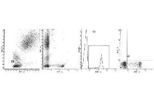 Image no. 1 for anti-CD8 (CD8) antibody (FITC) (ABIN1106577) (CD8 抗体  (FITC))