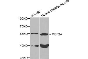 Western blot analysis of extracts of various cell lines, using MEF2A antibody (ABIN5975855) at 1/1000 dilution. (MEF2A 抗体)