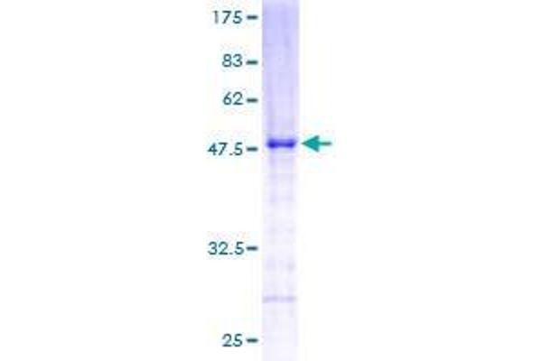 RERG Protein (AA 1-199) (GST tag)