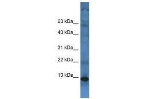 Western Blot showing TMEM141 antibody used at a concentration of 1 ug/ml against Fetal Liver Lysate (TMEM141 抗体  (C-Term))