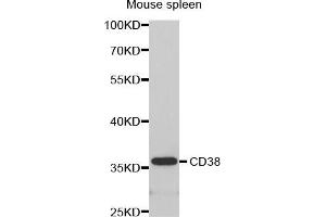 Western Blotting (WB) image for anti-CD38 antibody (ABIN1871623) (CD38 抗体)