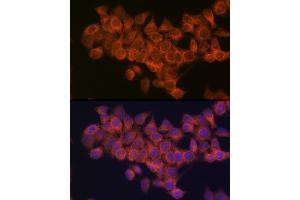 Immunofluorescence analysis of HeLa cells using NDUF Rabbit mAb (ABIN1681278, ABIN3018403, ABIN3018404 and ABIN7101607) at dilution of 1:100 (40x lens). (NDUFAF1 抗体)
