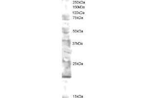 Western Blotting (WB) image for anti-Ubiquitin-Conjugating Enzyme E2 Variant 2 (UBE2V2) (N-Term) antibody (ABIN2465951) (UBE2V2 抗体  (N-Term))