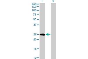 Western Blot analysis of GINS3 expression in transfected 293T cell line by GINS3 MaxPab polyclonal antibody. (GINS3 抗体  (AA 1-216))