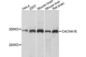 Western blot analysis of extracts of various cell lines, using CACNA1E antibody (ABIN4903099) at 1:1000 dilution. (CACNA1E 抗体)