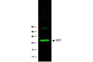 Image no. 1 for anti-Green Fluorescent Protein (GFP) antibody (ABIN1101738) (GFP 抗体)