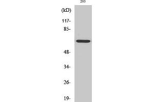 Western Blot analysis of HT29 cells using GNL3L Polyclonal Antibody diluted at 1:2000. (GNL3L 抗体  (AA 40-120))