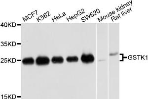 Western blot analysis of extracts of various cell lines, using GSTK1 antibody (ABIN5973013) at 1/1000 dilution. (GSTK1 抗体)