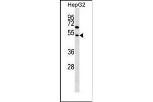 Western blot analysis of FAM83A Antibody  in HepG2 cell line lysates (35ug/lane). (FAM83A 抗体  (Middle Region))