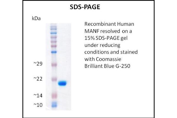 MANF 蛋白