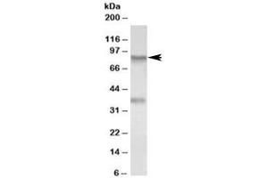 Western blot testing of A549 lysate with VAP-1 antibody at 0. (AOC3 抗体)