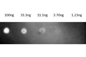 Dot Blot of Fab Anti-MOUSE IgG (GOAT) Texas Conjugated Antibody. (山羊 anti-小鼠 IgG (Heavy & Light Chain) Antibody (Texas Red (TR)) - Preadsorbed)