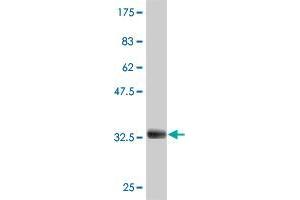 Western Blot detection against Immunogen (32. (ADAM29 抗体  (AA 339-398))