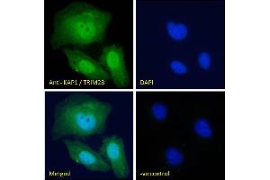 Immunofluorescence (IF) image for anti-Tripartite Motif Containing 28 (TRIM28) (C-Term) antibody (ABIN184913)