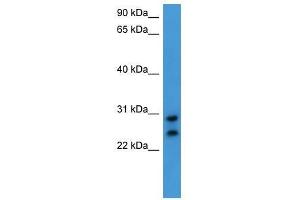 Western Blot showing CEACAM7 antibody used at a concentration of 1-2 ug/ml to detect its target protein. (CEACAM7 抗体  (C-Term))