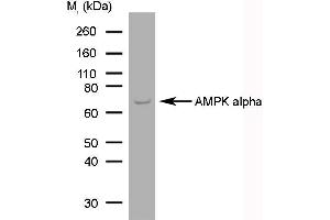 Western Blotting (WB) image for anti-AMPK1/AMPK2 (Catalytic Domain), (N-Term) antibody (ABIN2477407) (PRKAA1/PRKAA2 抗体  (Catalytic Domain, N-Term))