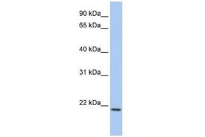 IL22 antibody used at 1 ug/ml to detect target protein. (IL-22 抗体  (C-Term))