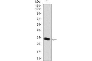 Western Blotting (WB) image for anti-Thrombopoietin (THPO) antibody (ABIN1844325) (Thrombopoietin 抗体)