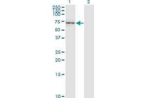 Western Blot analysis of CD19 expression in transfected 293T cell line by CD19 monoclonal antibody (M01), clone 1G3. (CD19 抗体  (AA 98-187))