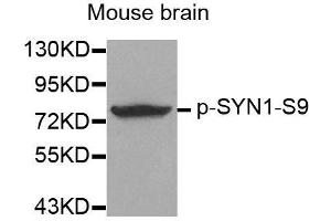 Western blot analysis of extracts from mouse Brain tissue using Phospho-SYN1-S9 antibody (ABIN2987713). (SYN1 抗体  (pSer9))
