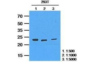 The extracts of 293T(35 ug) were resolved by SDS-PAGE, transferred to PVDF membrane and probed with anti-human HPRT (1:50 (HPRT1 抗体  (AA 1-218))