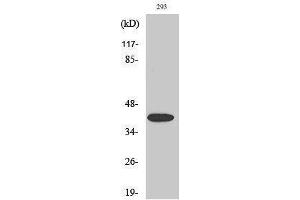 Western Blotting (WB) image for anti-Mitogen-Activated Protein Kinase Kinase 4 (MAP2K4) (pSer80) antibody (ABIN3182070) (MAP2K4 抗体  (pSer80))
