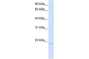 C14ORF180 antibody used at 1 ug/ml to detect target protein. (C14orf180 抗体  (N-Term))