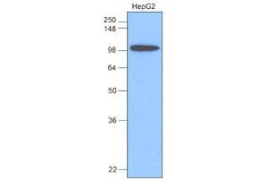 Western Blotting (WB) image for anti-Hexokinase 1 (HK1) antibody (ABIN306422) (Hexokinase 1 抗体)