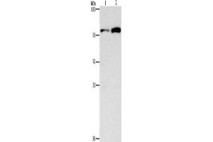 Western Blotting (WB) image for anti-Cell Division Cycle 27 Homolog (S. Cerevisiae) (CDC27) antibody (ABIN2432819) (CDC27 抗体)