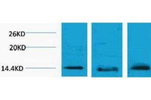 Western Blotting (WB) image for anti-Histone H2B (3meLys5) antibody (ABIN3178847) (Histone H2B 抗体  (3meLys5))