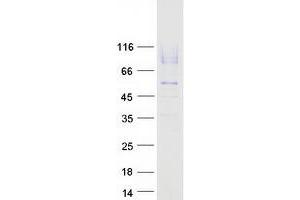 Validation with Western Blot (LAMP2 Protein (Transcript Variant B) (Myc-DYKDDDDK Tag))