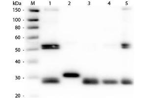 Western Blot of Anti-Rat IgG (H&L) (RABBIT) Antibody (Min X Human Serum Proteins) . (兔 anti-大鼠 IgG (Heavy & Light Chain) Antibody (FITC) - Preadsorbed)