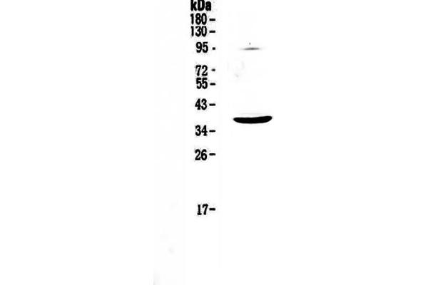 KIT Ligand 抗体  (AA 26-190)