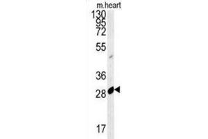 Western Blotting (WB) image for anti-Apolipoprotein B mRNA Editing Enzyme, Catalytic Polypeptide-Like 2 (APOBEC2) antibody (ABIN3002415) (APOBEC2 抗体)