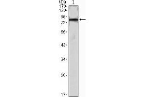 Western blot analysis using IHOG mAb against IHOG-hIgGFc transfected HEK293 cell lysate. (IHOG 抗体)