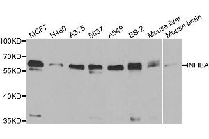 Western blot analysis of extracts of various cell lines, using INHBA antibody. (INHBA 抗体)