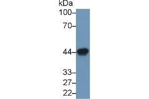 Western blot analysis of Rat Heart lysate, using Human ACTC1 Antibody (1 µg/ml) and HRP-conjugated Goat Anti-Mouse antibody ( (Ovalbumin 抗体)