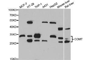 Western blot analysis of extracts of various cell lines, using COMT antibody (ABIN5973647) at 1/1000 dilution. (COMT 抗体)