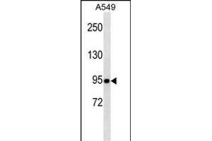 TLE1 Antibody (Center) (ABIN1537685 and ABIN2843819) western blot analysis in A549 cell line lysates (35 μg/lane). (TLE1 抗体  (AA 199-228))
