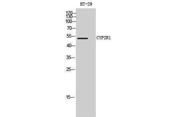 CYP2R1 抗体  (Internal Region)