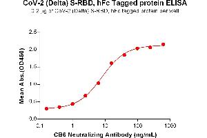 ELISA image for SARS-CoV-2 Spike (B.1.617.2 - delta), (RBD) protein (Fc Tag) (ABIN7490659)