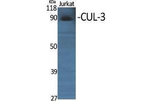 Western Blotting (WB) image for anti-Cullin 3 (CUL3) (N-Term) antibody (ABIN3174605) (Cullin 3 抗体  (N-Term))