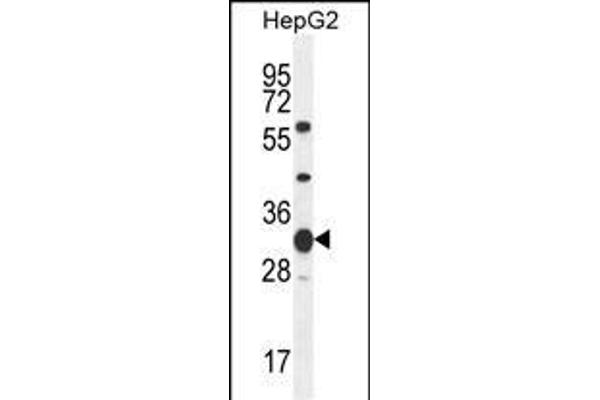 SOHLH1 抗体  (N-Term)